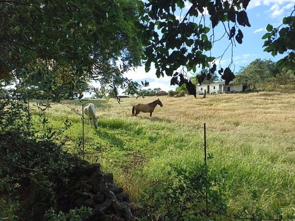 Recuperación de una finca rural 15